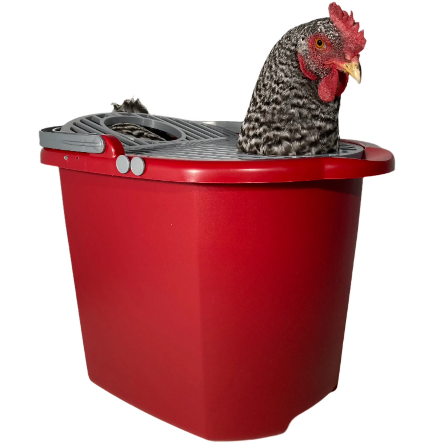 Chicken Spa